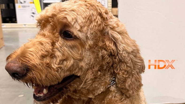 LOVABLE LOUIS - Poodle (Standard)