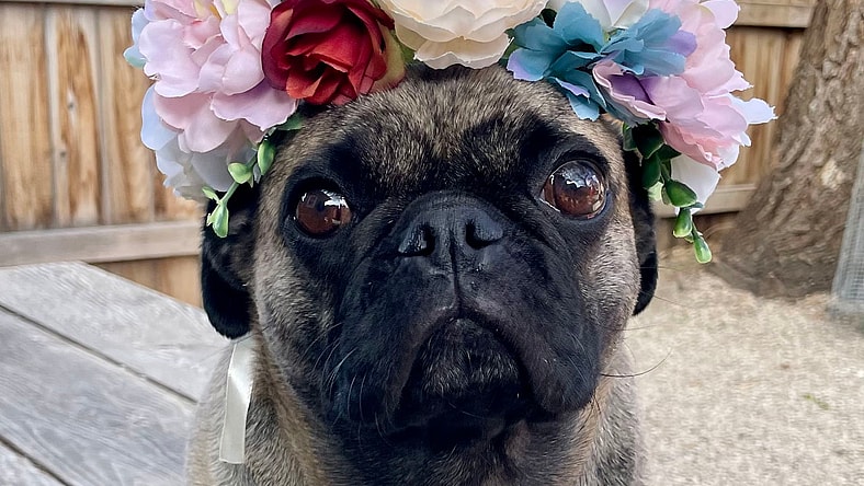Lady Ludo - Pug