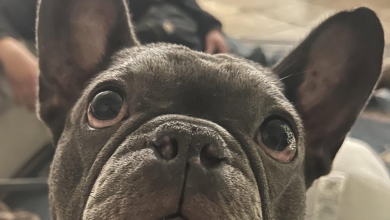 Bruno - French Bulldog