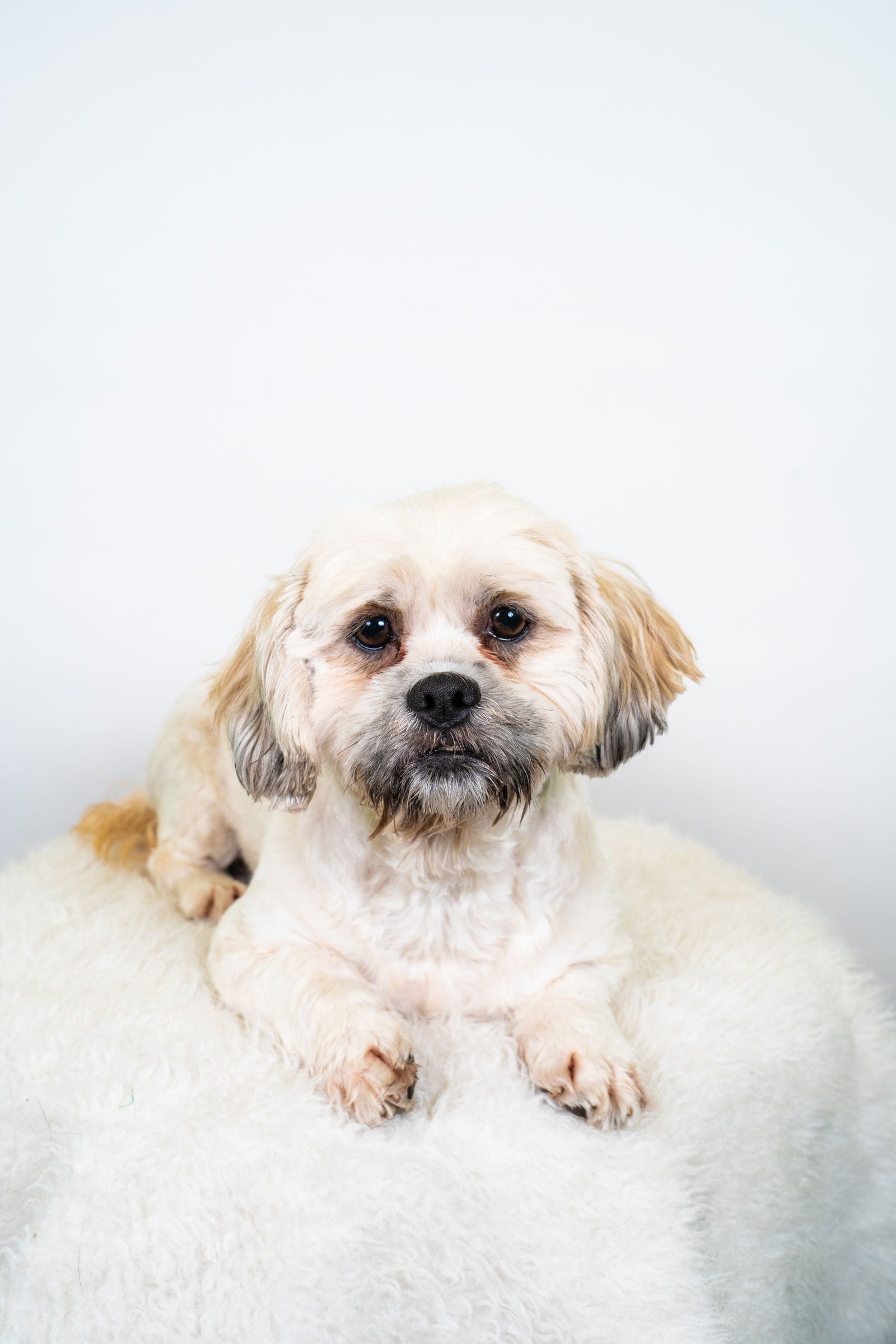 Jenny - Lhasa Apso