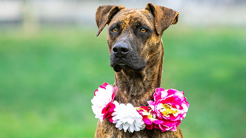 Gemma - Mountain Cur
