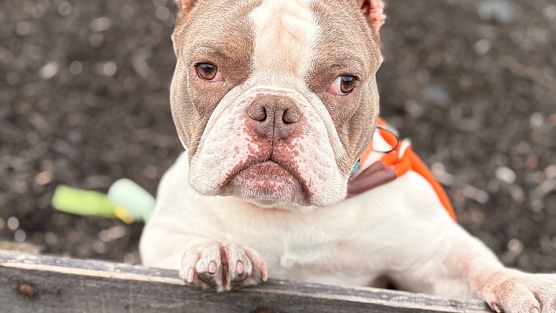 Isaac - American Staffordshire Terrier