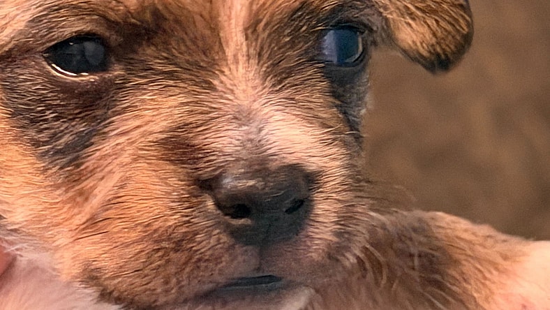 Raul - A Lucy pup - Chihuahua