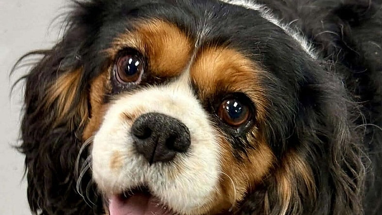 Dixie - Cavalier King Charles Spaniel
