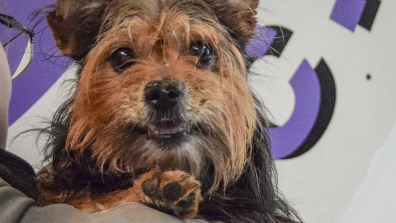 Todd - Yorkshire Terrier Yorkie