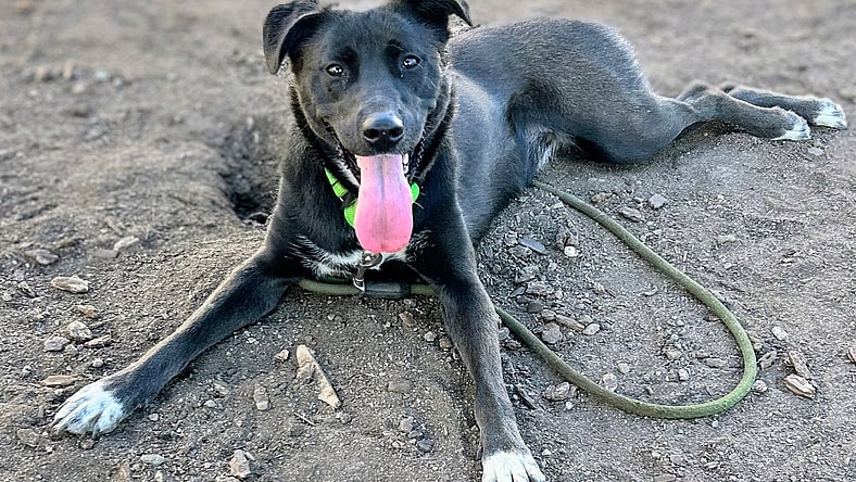 Baobao - Belgian Shepherd Malinois