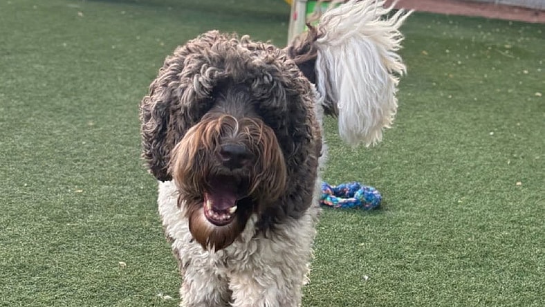 Ozwald Walter - Newfoundland Dog