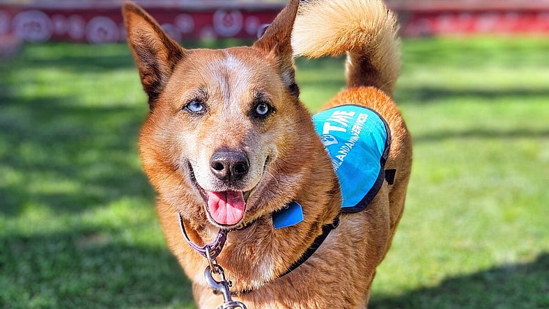Magdelena - Australian Cattle Dog/Blue Heeler