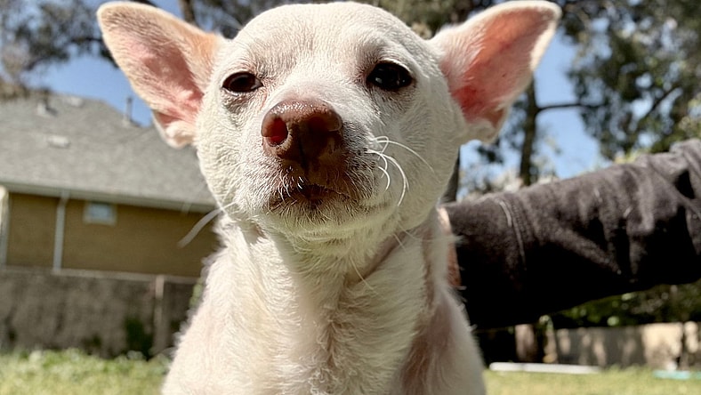 Jetson - Chihuahua