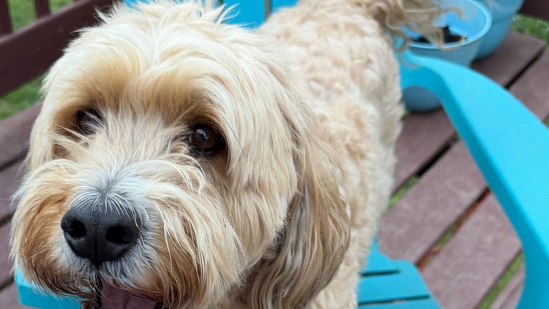 Lucy Mar 26 - Poodle (Miniature)