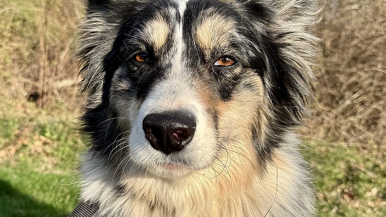 PAPRIKA - Australian Shepherd