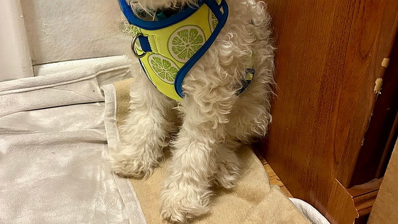 Sencha - Bichon Frise