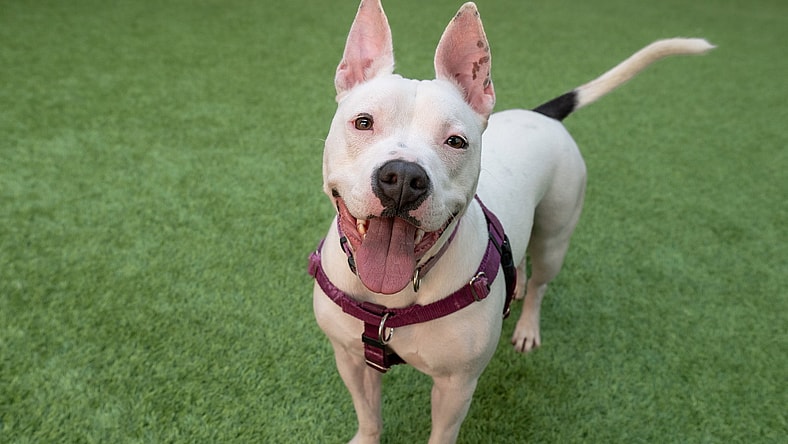 Princess - Pit Bull Terrier