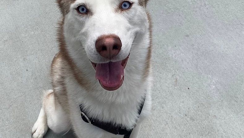 Koa - Siberian Husky