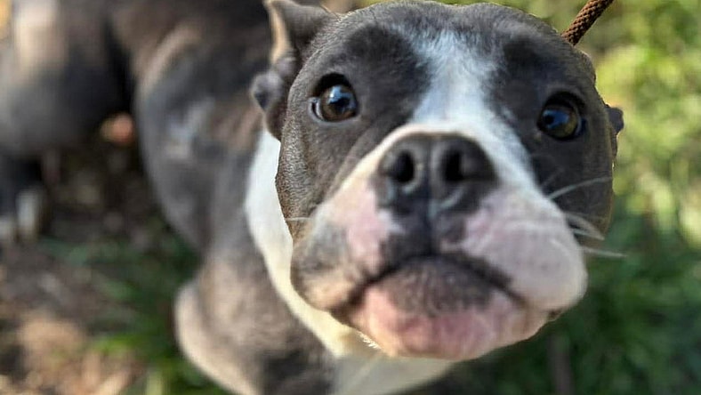 Mama Maisie - American Staffordshire Terrier