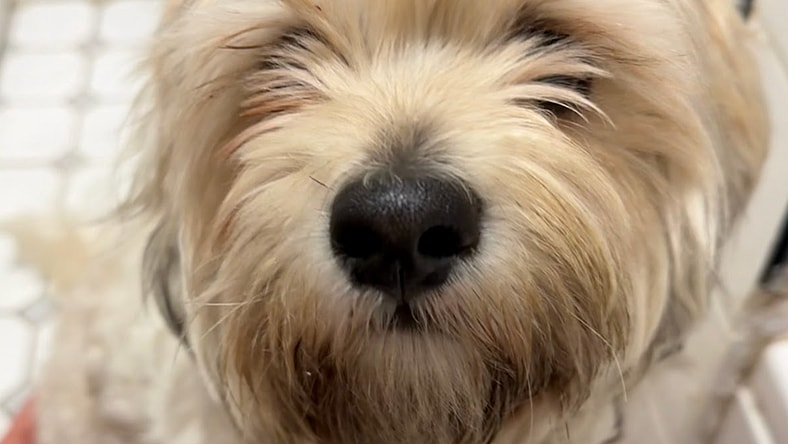 Ghost Malone - Spaniel