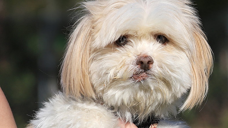 Skip - Shih Tzu