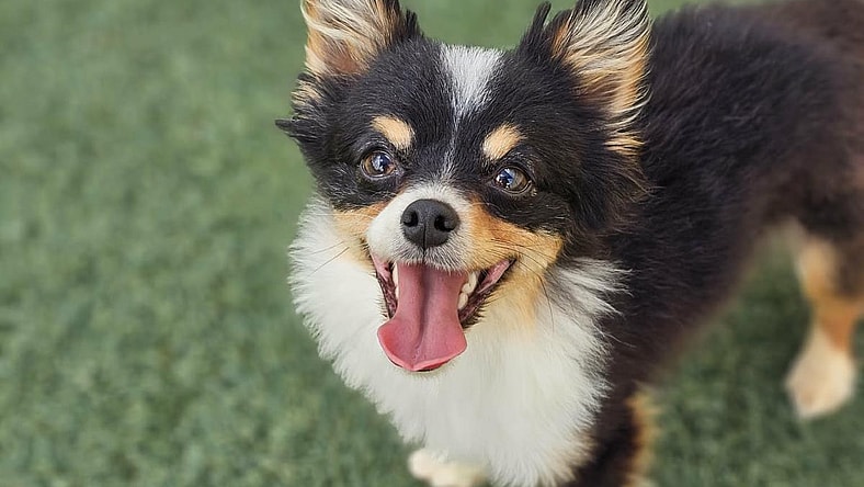 Found stray: Robin - Pomeranian