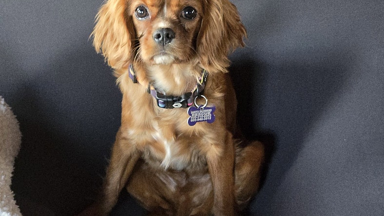 Chester - Cavalier King Charles Spaniel