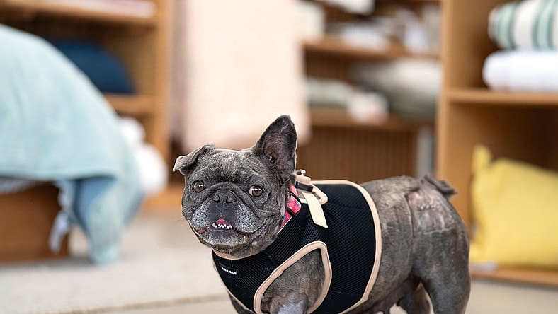 Pancake - French Bulldog