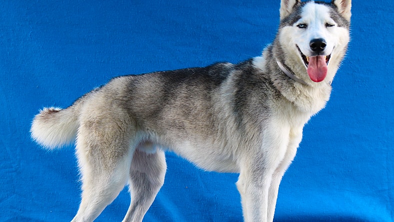DRAX - Siberian Husky