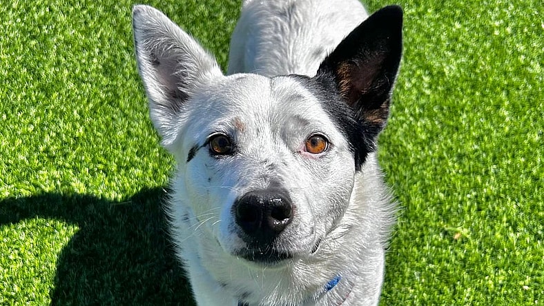 Cole - Australian Cattle Dog/Blue Heeler