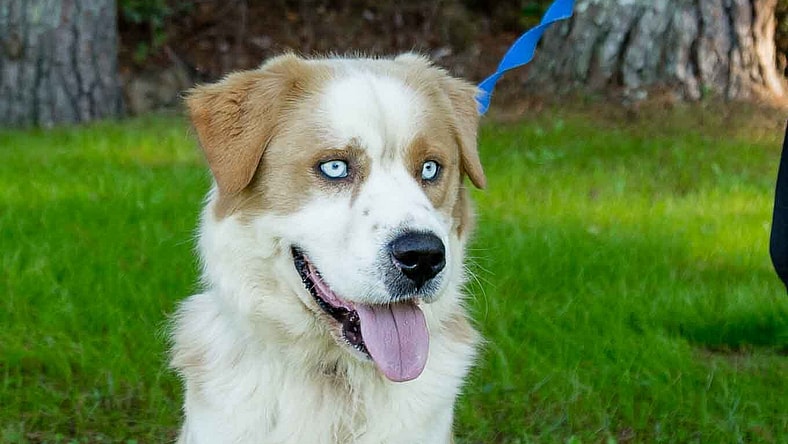 Darwin - Golden Retriever