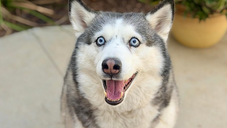 Kira