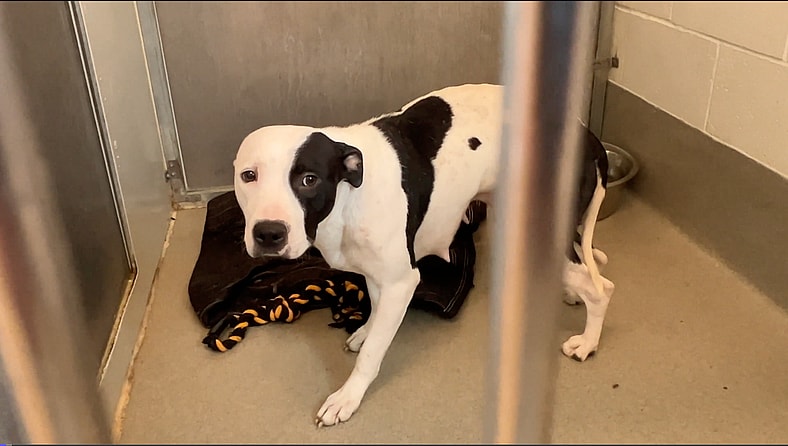 Sitting With Dogs - Kuma