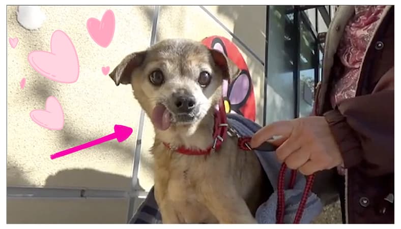 When a Dog Was Abandoned for Being "Too Old," I Knew I Had to Adopt Her