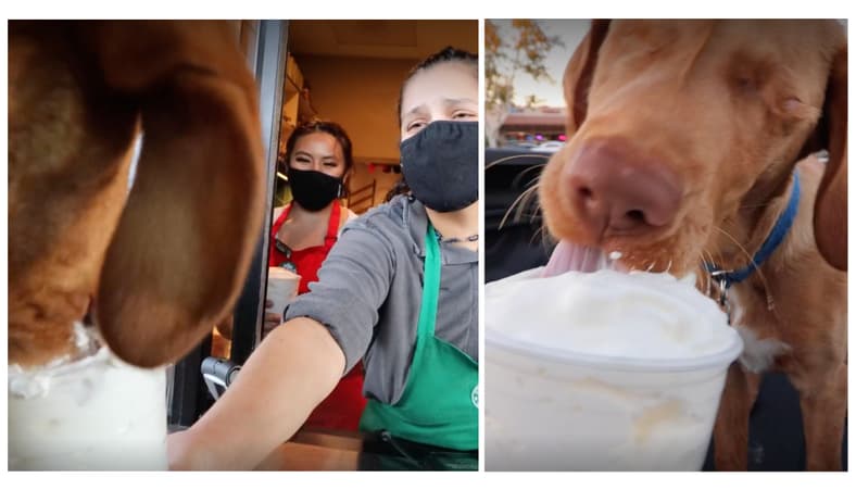 Blind Dog's Hilarious Whipped Cream Binge Has the Internet Melting