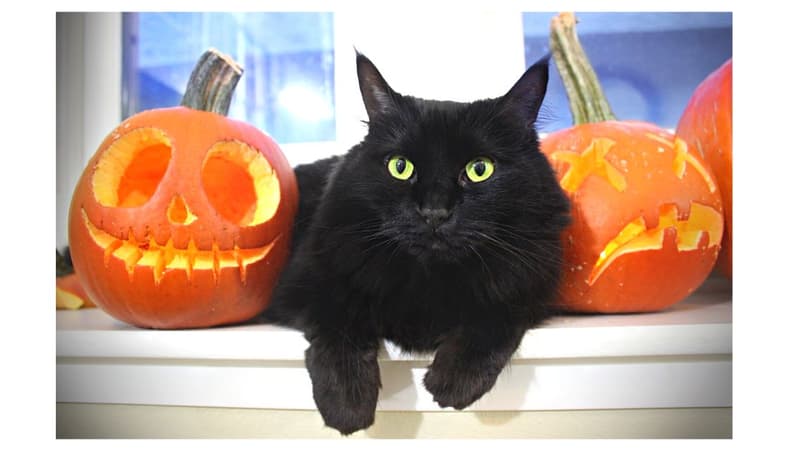Black Cat Adoptions