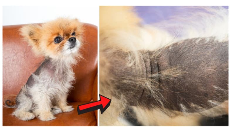 Pomeranian Alopecia