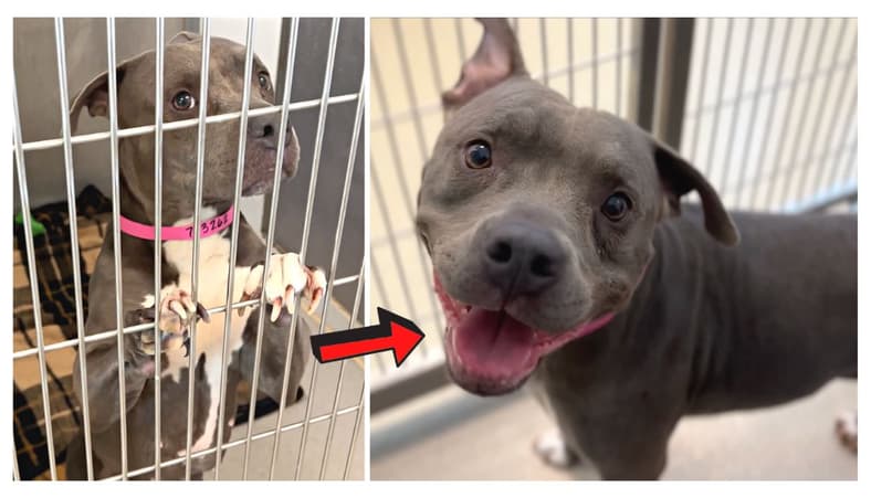 Shelter pittie - Sierra