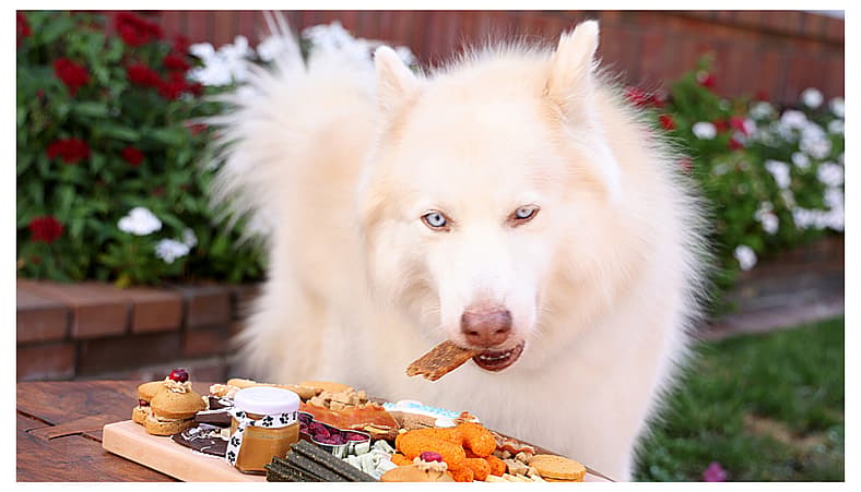 White Fluffy dog - pomsky