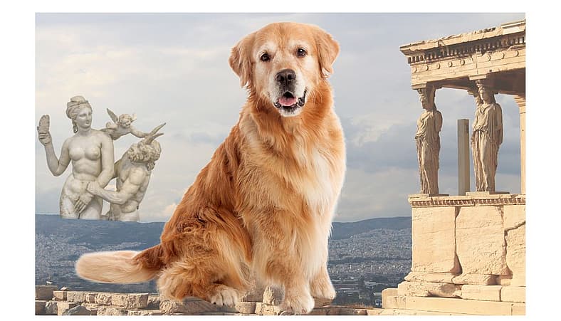 Irish Dog Names