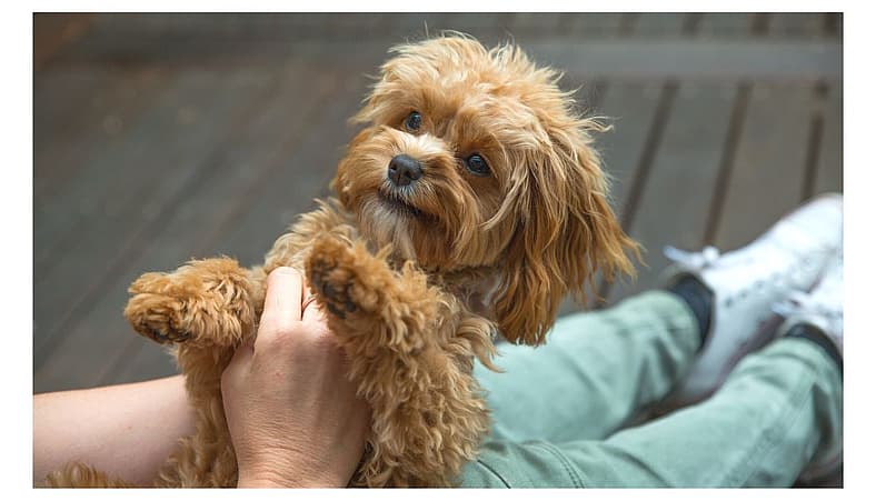 mini cavapoo