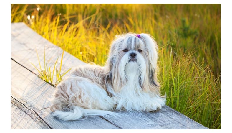 Long Haired Dog Breeds: Shih Tzu