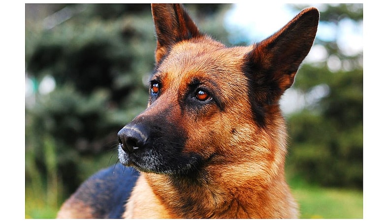 red german shepherd