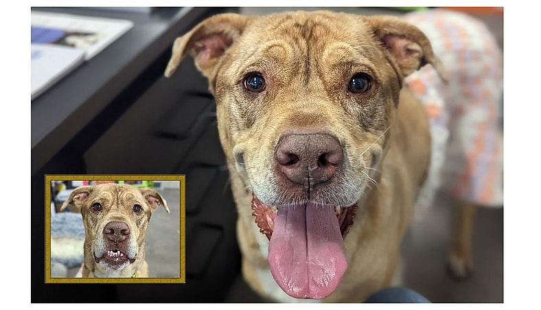 Abandoned Alone: The Tale of a Wrinkly Faced Dog Whose Human Lost