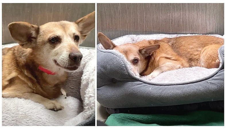 Sitting with dogs - Sticks