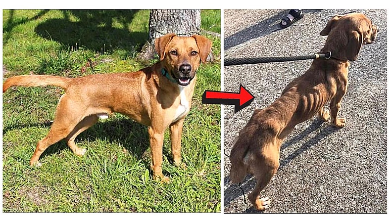 Abandoned dog - Ricky