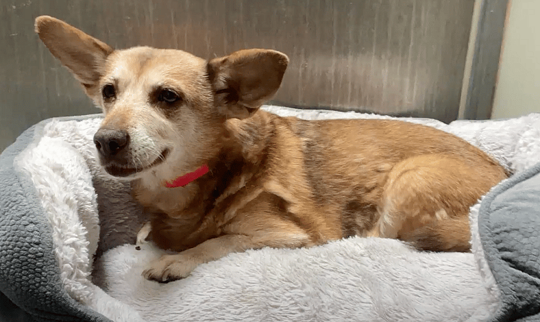 Sitting with dogs - Sticks