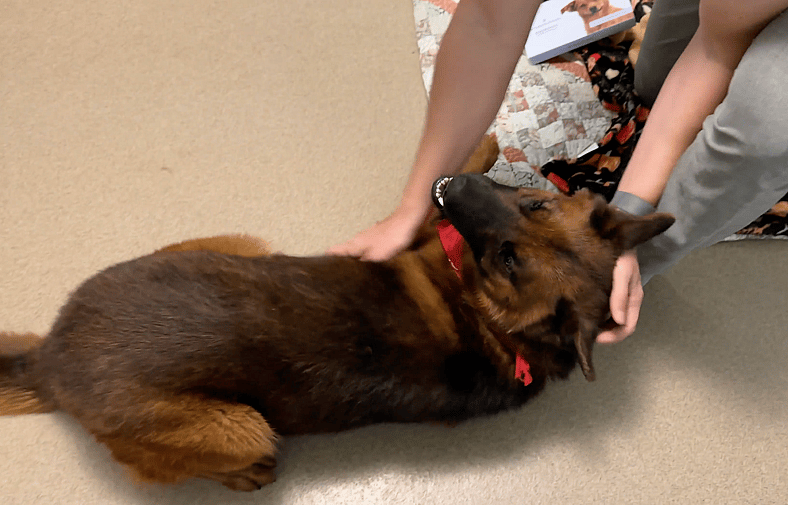 Sitting With Dogs - Redford