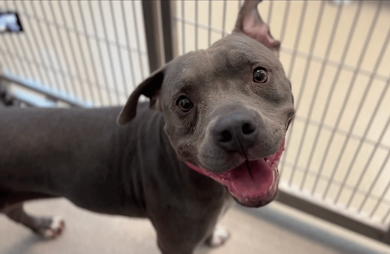 Shelter pittie - Sierra