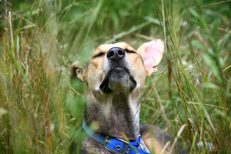 This Beagle Can Sniff Out Cancer—Watch Him Detect It With Shocking Accuracy