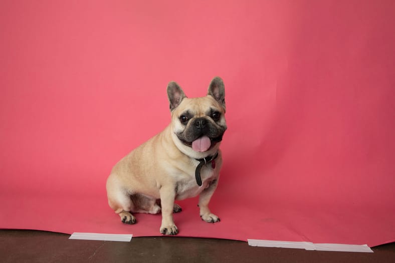 Frankie