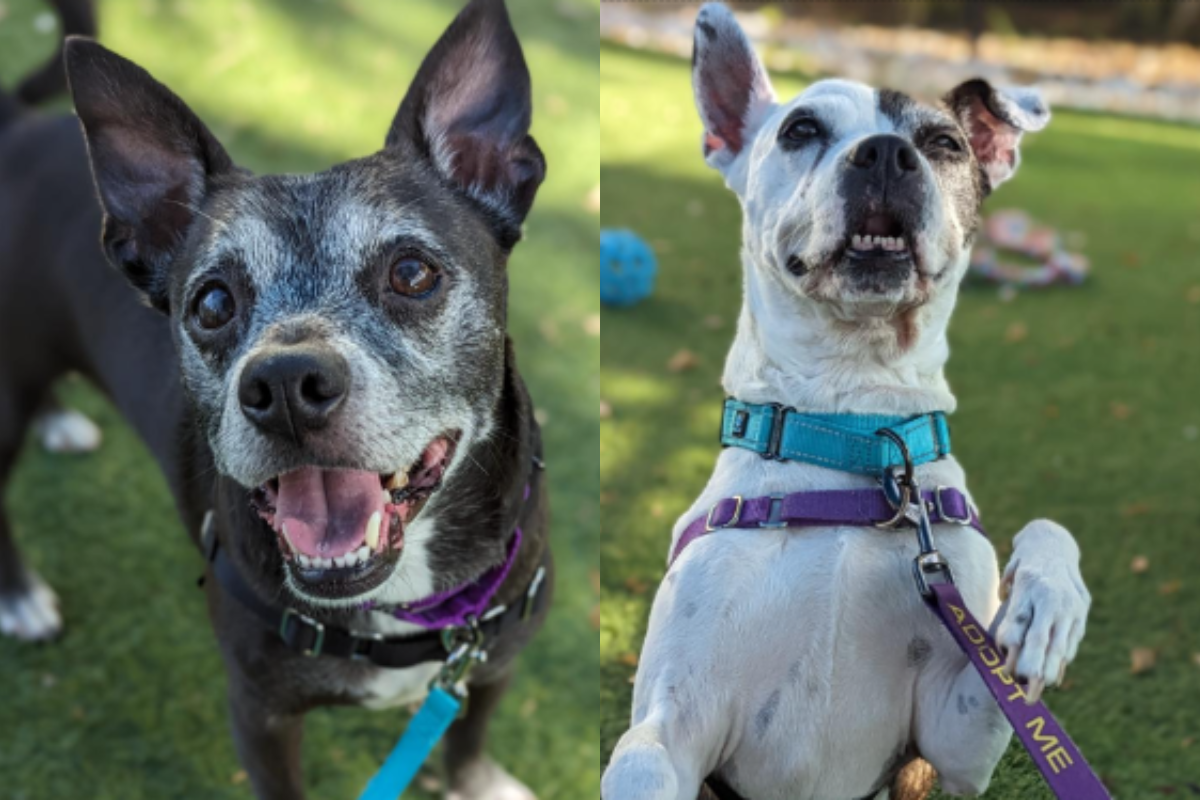 They Lost Their Home and Their Human—Now These Senior Dogs Only Have Each Other