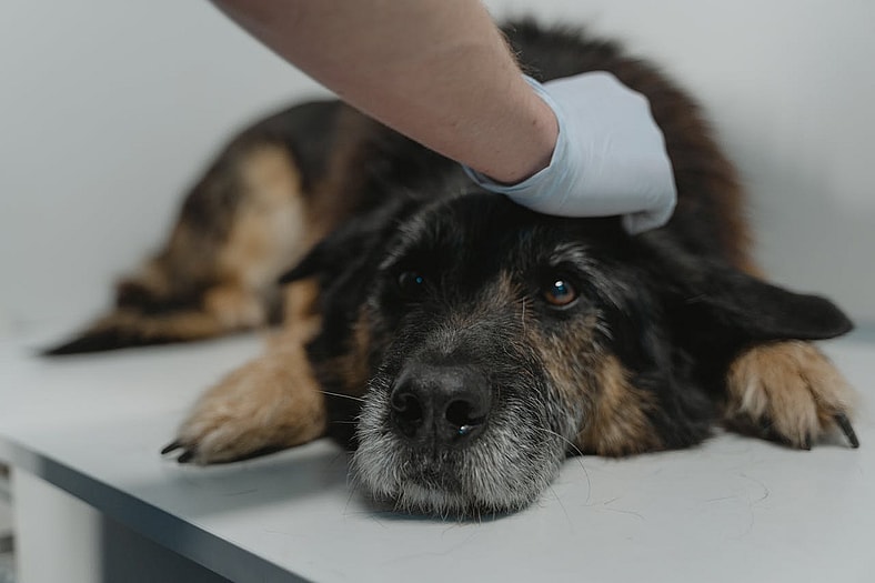 Constipation in Dogs