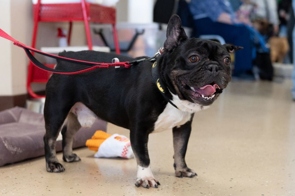 Weezer - French Bulldog